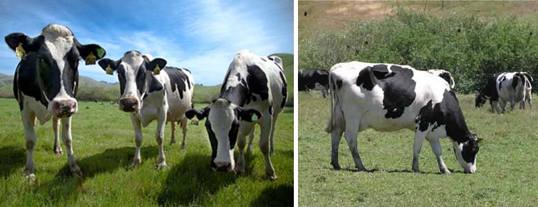 Nicasio Valley Cheese Company Ranch